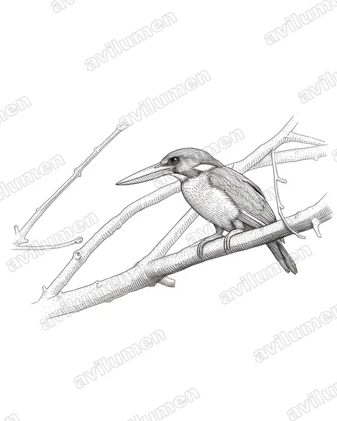 Illustration Encre : Halcyon coromanda (Martin-chasseur violet)