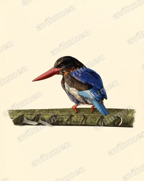 Javan Kingfisher（Halcyon cyanoventris）的古典图版插画