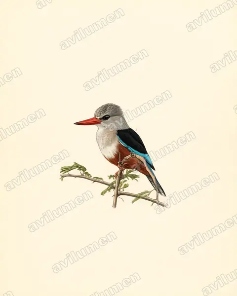 Illustration im Stil Historische Tafel: Graukopfliest (Halcyon leucocephala)