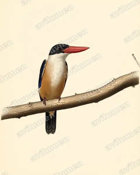蓝翡翠（Halcyon pileata）的古典图版插画