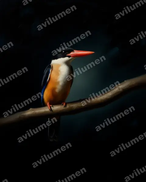 蓝翡翠（Halcyon pileata）的油画插画