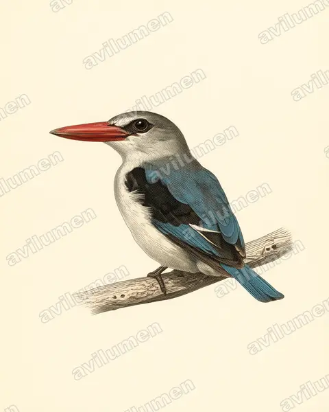 Illustration im Stil Historische Tafel: Mangrovenliest (Halcyon senegaloides)