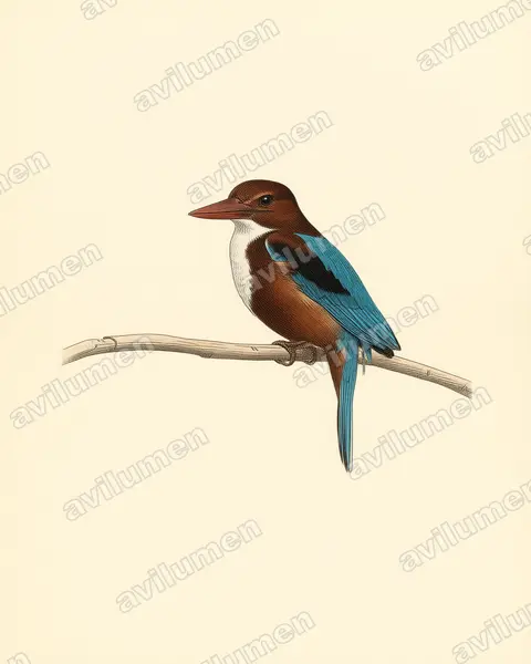 Ilustración en Lámina antigua: Halcyon smyrnensis (Alción de Esmirna)