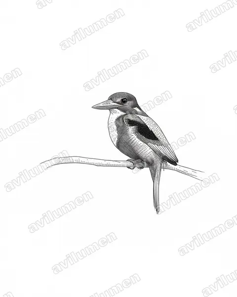 Ilustración en Tinta: Halcyon smyrnensis (Alción de Esmirna)