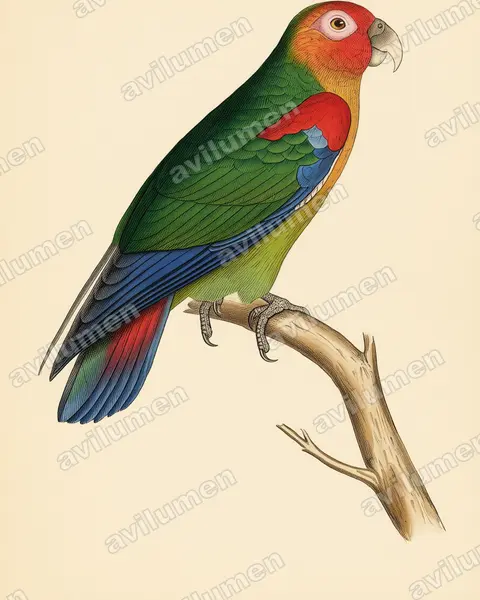 Vintage plate illustration: Hapalopsittaca amazonina (Rusty-faced Parrot)