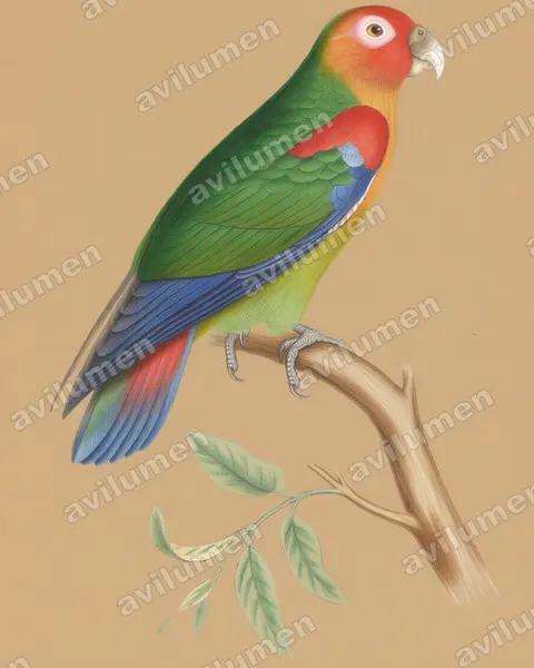 Colored pencil illustration: Hapalopsittaca amazonina (Rusty-faced Parrot)
