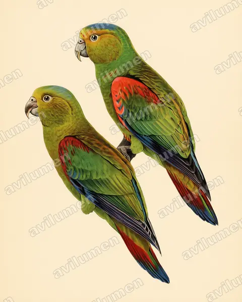 Vintage plate illustration: Hapalopsittaca fuertesi (Fuertes's Parrot)