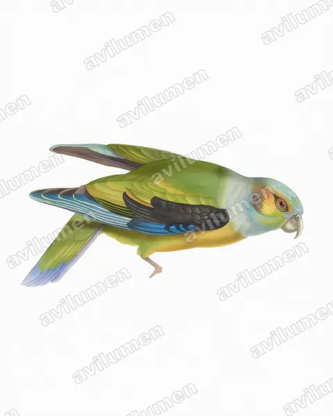 Watercolor illustration: Hapalopsittaca melanotis (Black-winged Parrot)