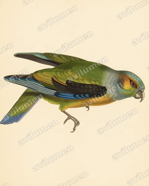 Vintage plate illustration: Hapalopsittaca melanotis (Black-winged Parrot)