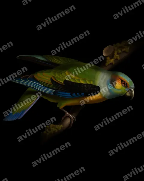 Oil illustration: Hapalopsittaca melanotis (Black-winged Parrot)