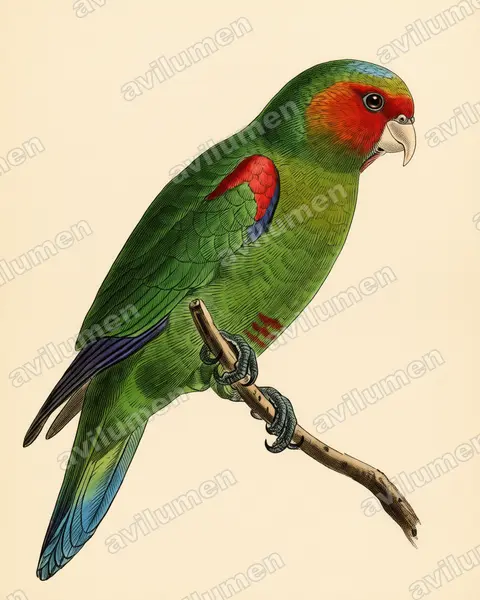 Illustration im Stil Historische Tafel: Red-faced Parrot (Hapalopsittaca pyrrhops)