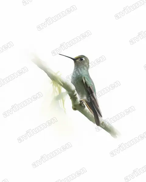Ilustración en Acuarela: Haplophaedia assimilis (Calzadito verdoso sureño​)