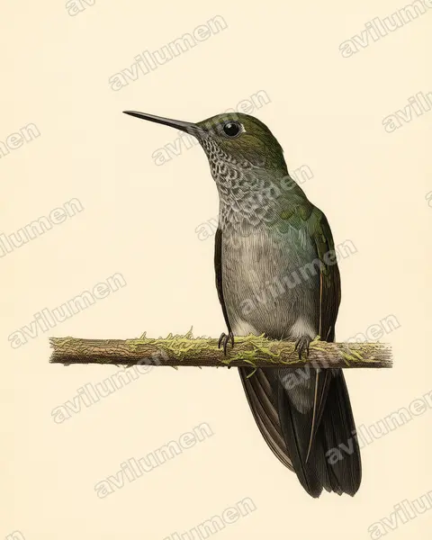 Illustration Planche ancienne : Haplophaedia lugens (Érione givrée)