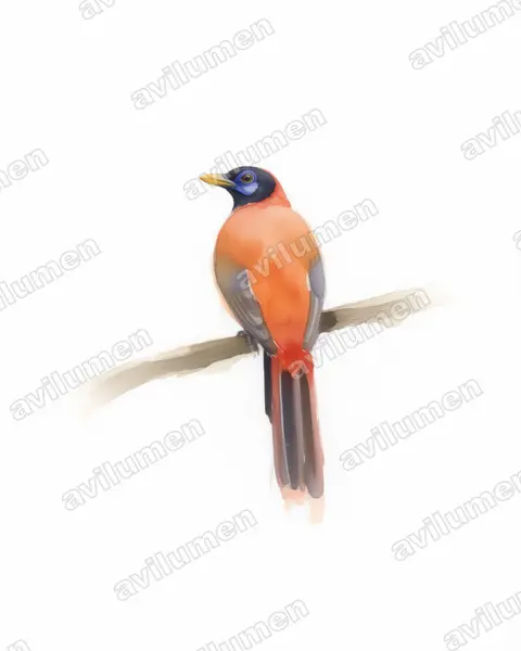 Watercolor illustration: Harpactes ardens (Philippine Trogon)