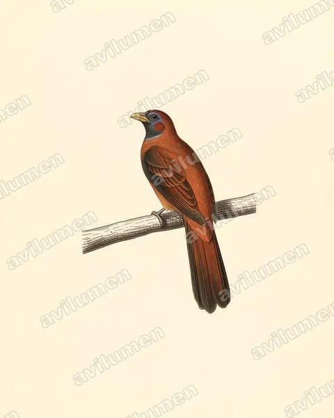 Vintage plate illustration: Harpactes ardens (Philippine Trogon)