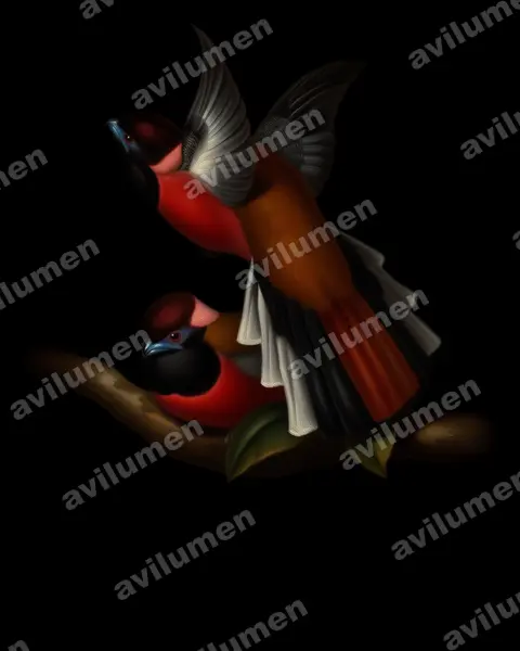 Oil illustration: Harpactes diardii (Diard's Trogon)