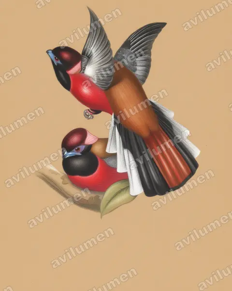 Colored pencil illustration: Harpactes diardii (Diard's Trogon)