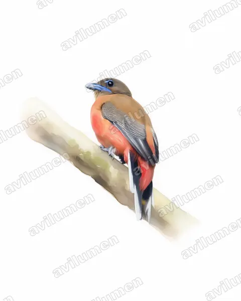 Scarlet-rumped Trogon（Harpactes duvaucelii）的水彩插画