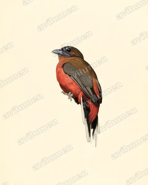 Scarlet-rumped Trogon（Harpactes duvaucelii）的古典图版插画