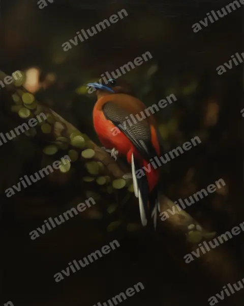 Scarlet-rumped Trogon（Harpactes duvaucelii）的油画插画