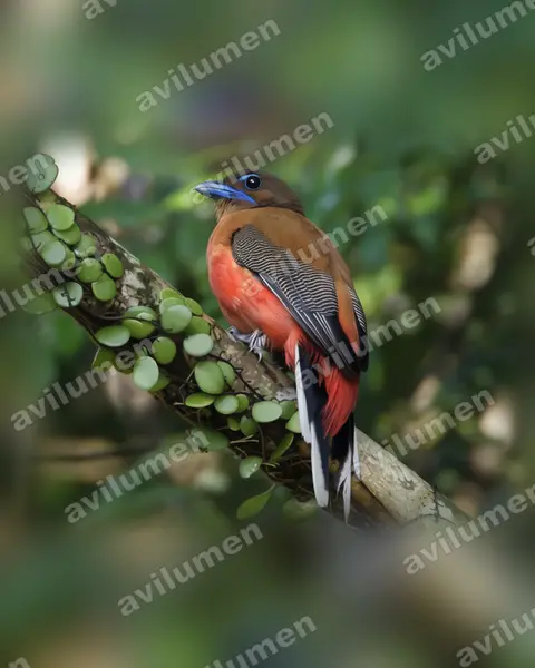 Scarlet-rumped Trogon（Harpactes duvaucelii）的写实插画