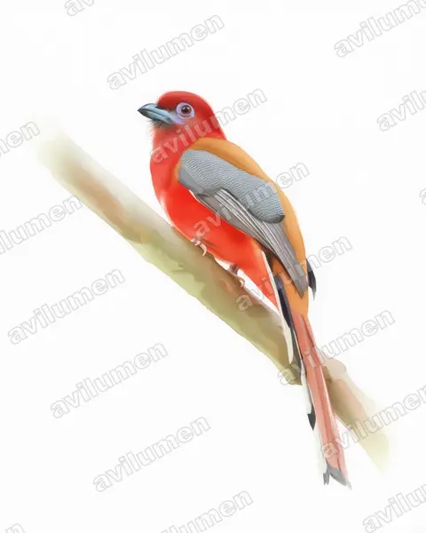 红头咬鹃（Harpactes erythrocephalus）的水彩插画