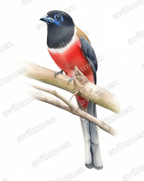 Illustration im Stil Aquarell: Malabartrogon (Harpactes fasciatus)