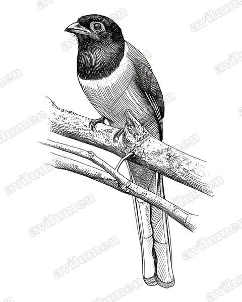 Illustration im Stil Tusche: Malabartrogon (Harpactes fasciatus)