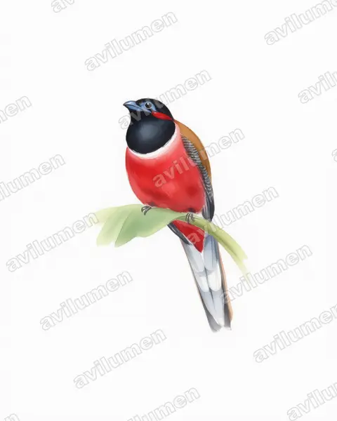 Watercolor illustration: Harpactes kasumba (Red-naped Trogon)