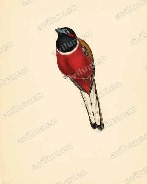 Vintage plate illustration: Harpactes kasumba (Red-naped Trogon)