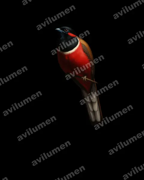 Oil illustration: Harpactes kasumba (Red-naped Trogon)