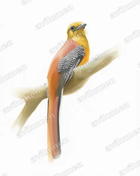 Illustration Aquarelle : Harpactes oreskios (Trogon à poitrine jaune)