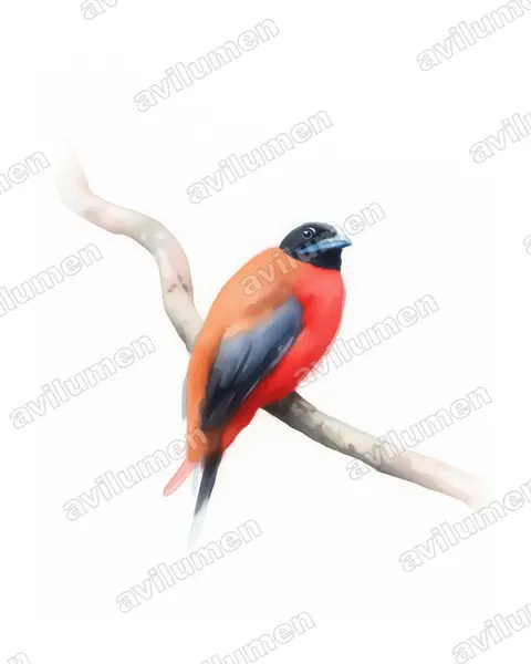 Watercolor illustration: Harpactes orrhophaeus (Cinnamon-rumped Trogon)