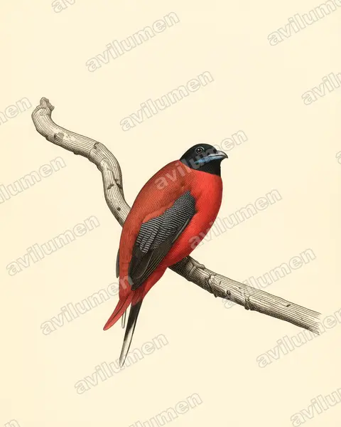 Vintage plate illustration: Harpactes orrhophaeus (Cinnamon-rumped Trogon)