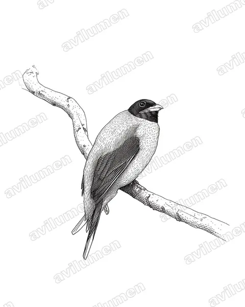 Ink illustration: Harpactes orrhophaeus (Cinnamon-rumped Trogon)