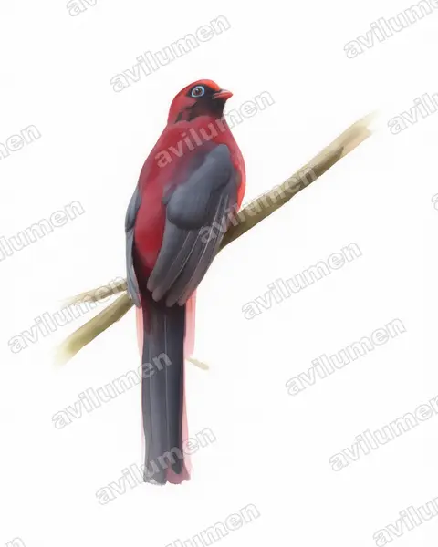 红腹咬鹃（Harpactes wardi）的水彩插画