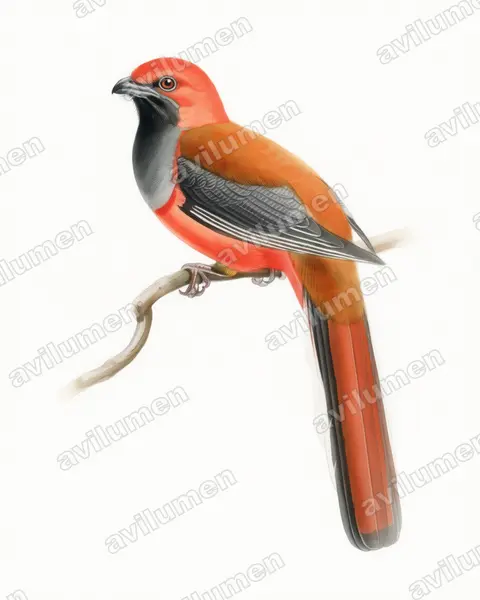 Ilustración en Acuarela: Harpactes whiteheadi (Trogón de Borneo)