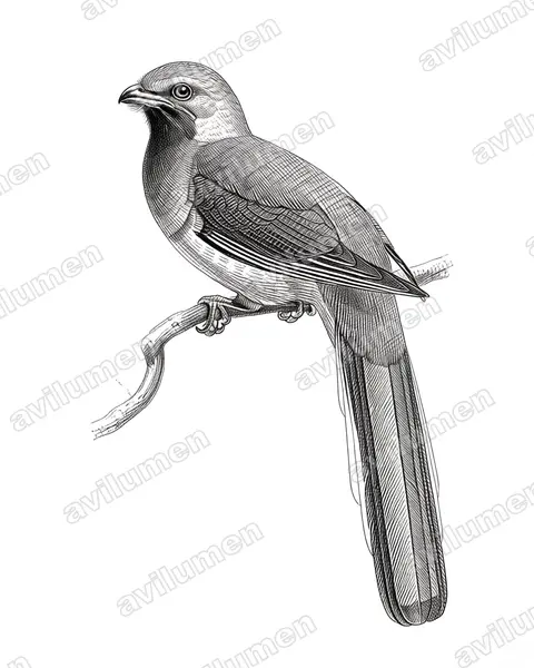Ilustración en Tinta: Harpactes whiteheadi (Trogón de Borneo)