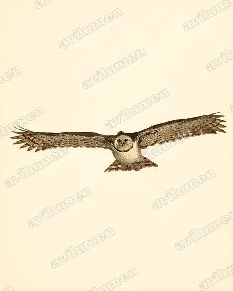 Illustration Planche ancienne : Harpia harpyja (Harpie féroce)