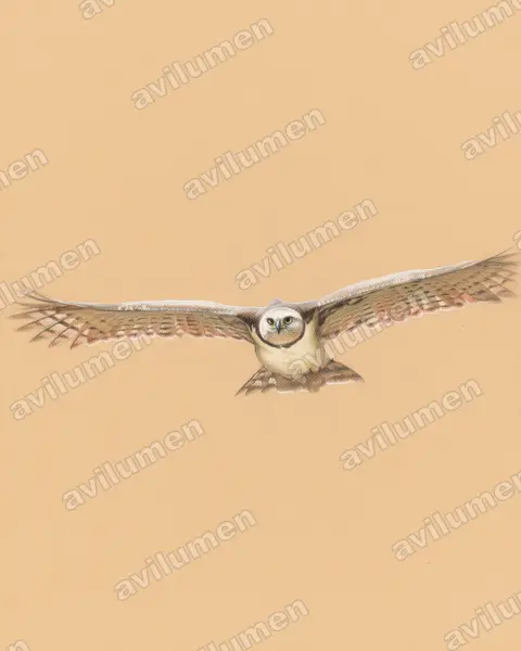 Illustration Crayon de couleur : Harpia harpyja (Harpie féroce)