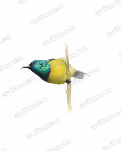 Watercolor illustration: Hedydipna collaris (Collared Sunbird)