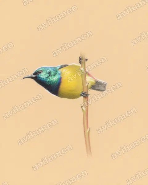 Colored pencil illustration: Hedydipna collaris (Collared Sunbird)