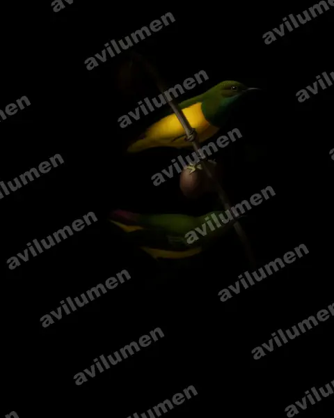 Illustration im Stil Öl: Hedydipna platurus (Hedydipna platura)