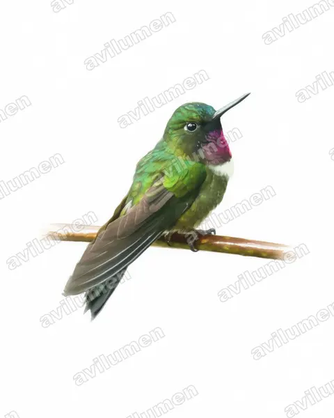 Watercolor illustration: Heliangelus amethysticollis (Amethyst-throated sunangel)
