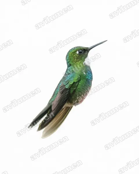 Ilustración en Acuarela: Heliangelus exortis (Colibrí turmalina​)