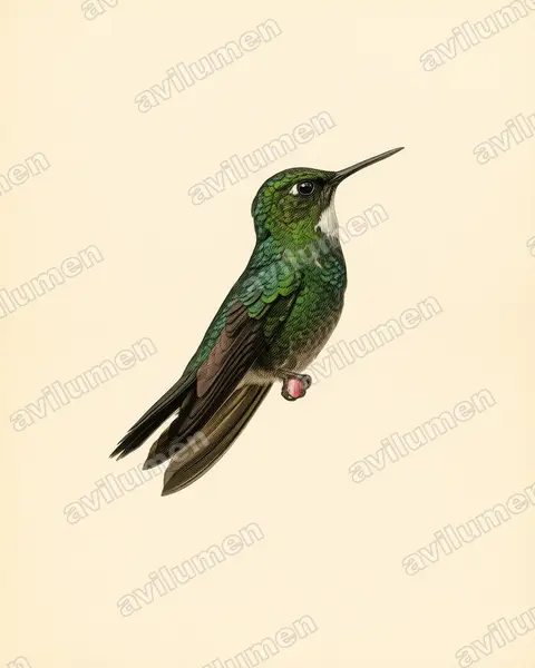 Ilustración en Lámina antigua: Heliangelus exortis (Colibrí turmalina​)
