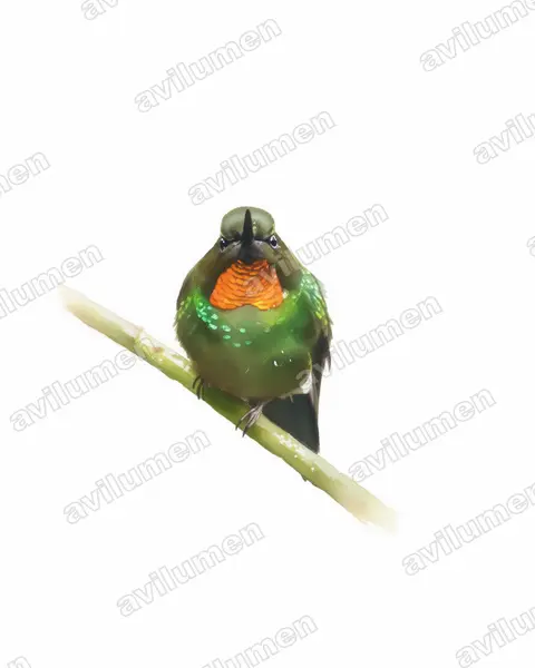 Watercolor illustration: Heliangelus micraster (Flame-throated sunangel)