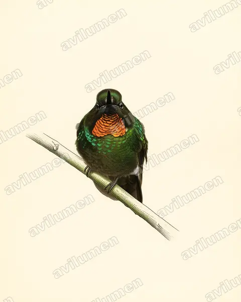 Vintage plate illustration: Heliangelus micraster (Flame-throated sunangel)