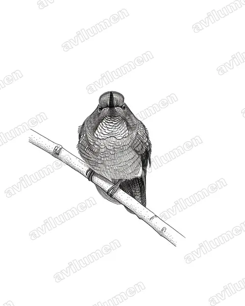Ink illustration: Heliangelus micraster (Flame-throated sunangel)