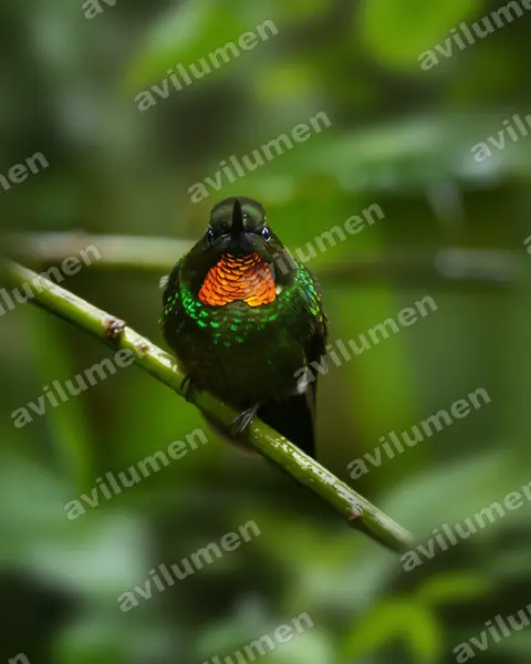 Realistic illustration: Heliangelus micraster (Flame-throated sunangel)